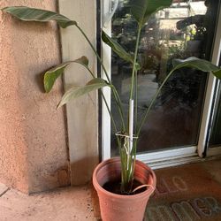 HERMOSAS PLANTAS NATURALES “AVE DE PARAÍSO PLANT”