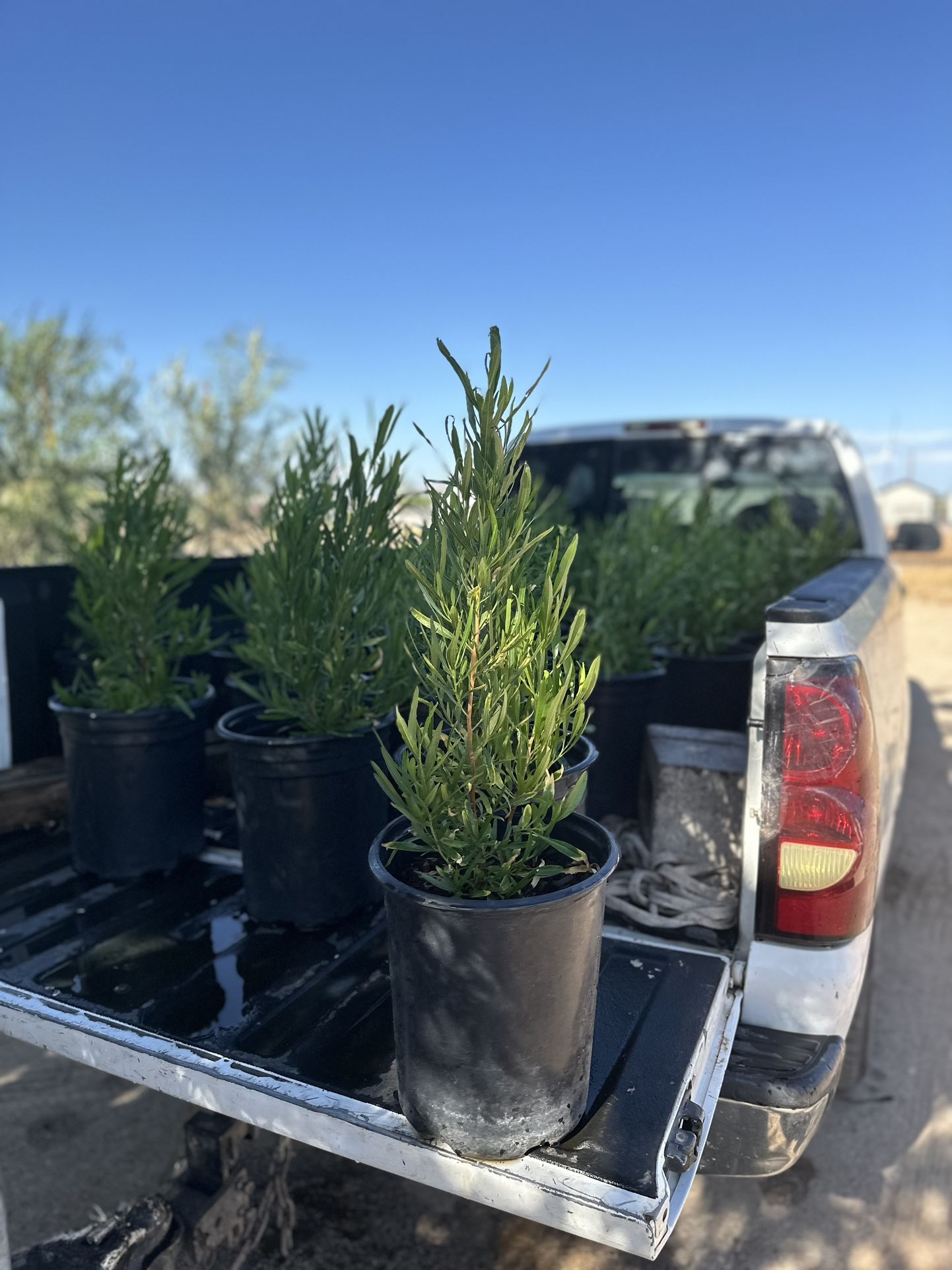 Hop Seed Bush (Dodonea Viscosa) 5 Gallon $15 Each