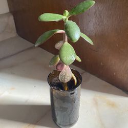 Healthy Little Jade Plant Indoor Succulent Lucky Money Plant  in A Recycled Glass Planter