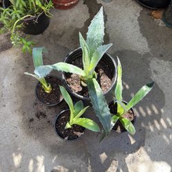 Mexican Maguey