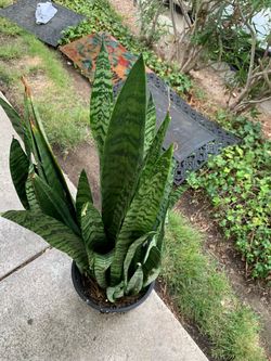 Very healthy snake  sale$50plant for