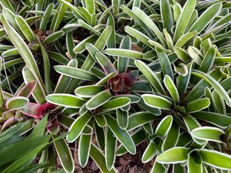 Free plants