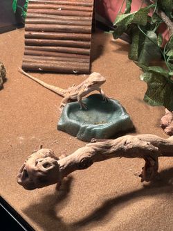 Juvenile Beared Dragon W/ 40 gallon Terrarium