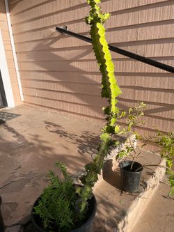 Euphorbia grandicornis Blanc cactus