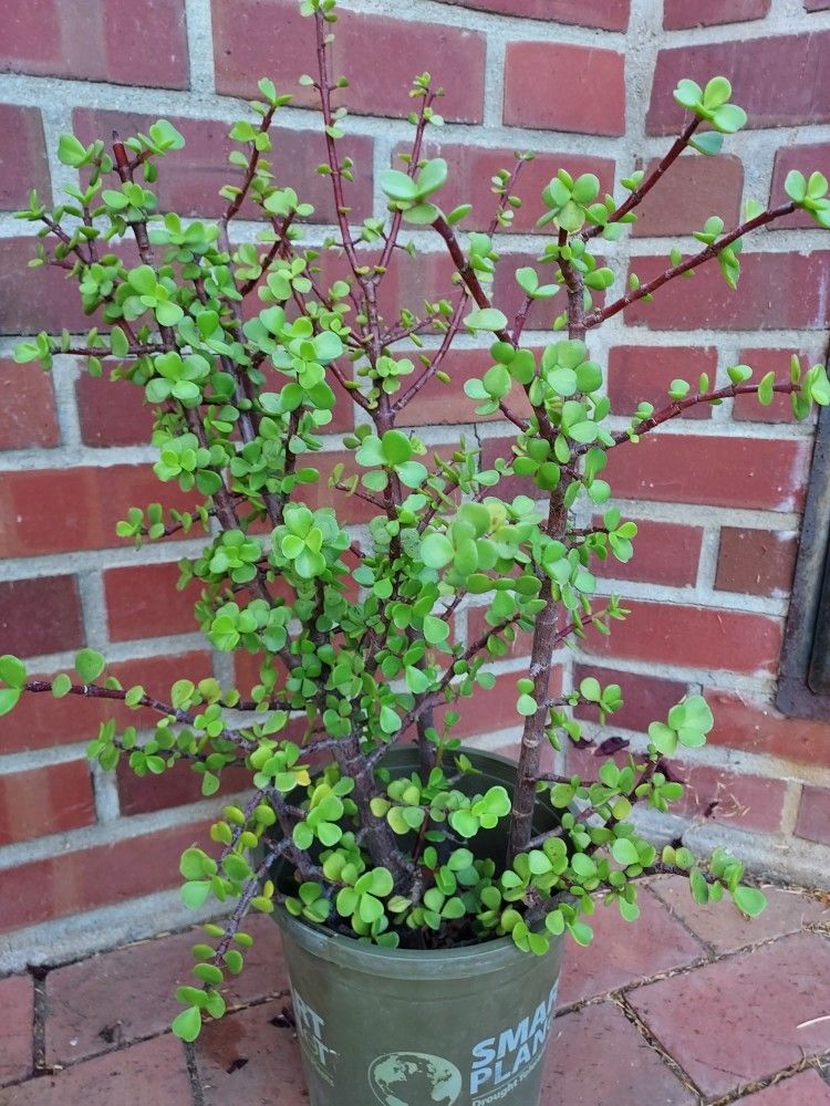 Elephant Bush Succulents