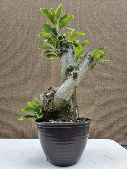 Old Lily Magnolia Bonsai Tree for Sale in Midway City, CA - OfferUp
