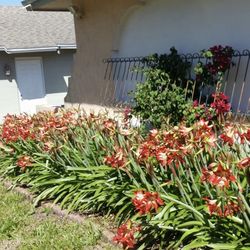 Beautiful Red Lily Flower Plants 