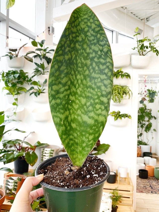 Sansevieria Whale Fin Plant
