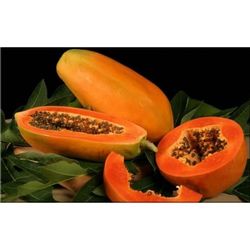 Red Lady Dwarf Papaya Tree Arboles De Papaya Enanos 