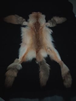 5 tail Blonde coyote hat from Alaska.