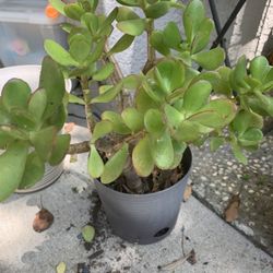 Potted Jade Plant!!!$5