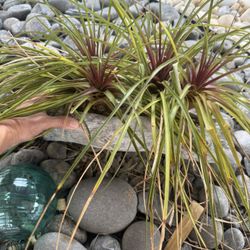 Outdoor Plant With A Ceramic Pot
