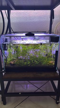 Planted Freshwater Aquarium Tank with Light