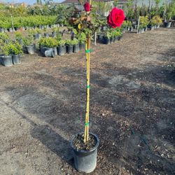 Big Rose Tree 5gallon
