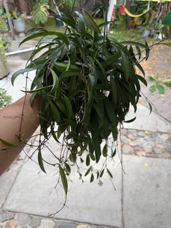 6” Hoya wayetti about to bloom