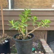 Medium Jade Plant