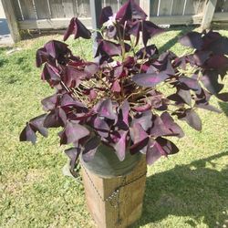 Oxalis