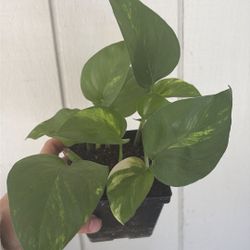 Golden Pothos Plants