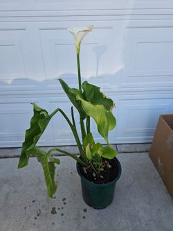 Tall plant with pot