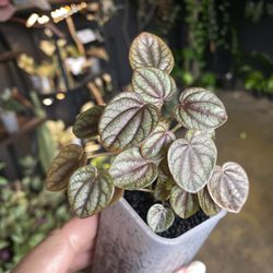 ✨ Peperomia | Piccolo Banda ✨