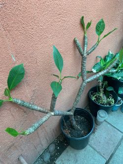 Plumeria Plant