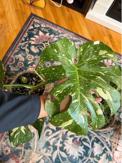 Beautiful Monstera Thai Constellation