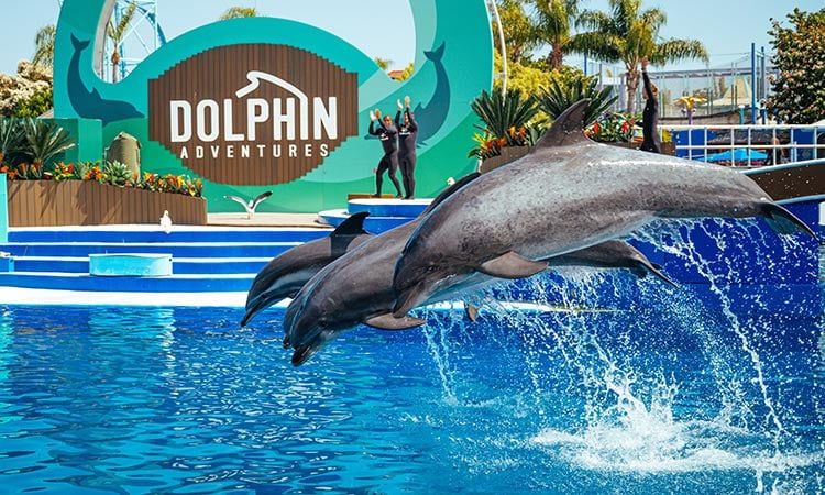 Sea World tickets 