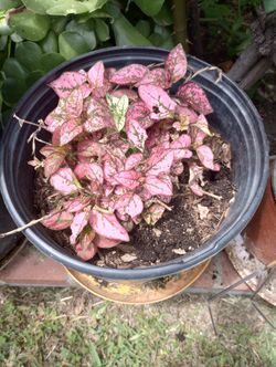 Polka Dot Plant / Hypoestes Phyllostachya