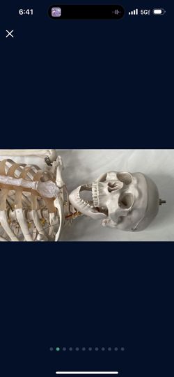 HALLOWEEN PERFECT! MEDICAL GRADE LIFE SIZED SKELETON EXCELLENT CONDITION 