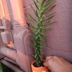 Planta Captus