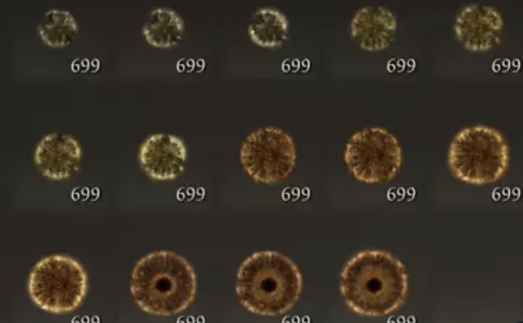 Elden Ring Become Max Level 1.68 Million Runes