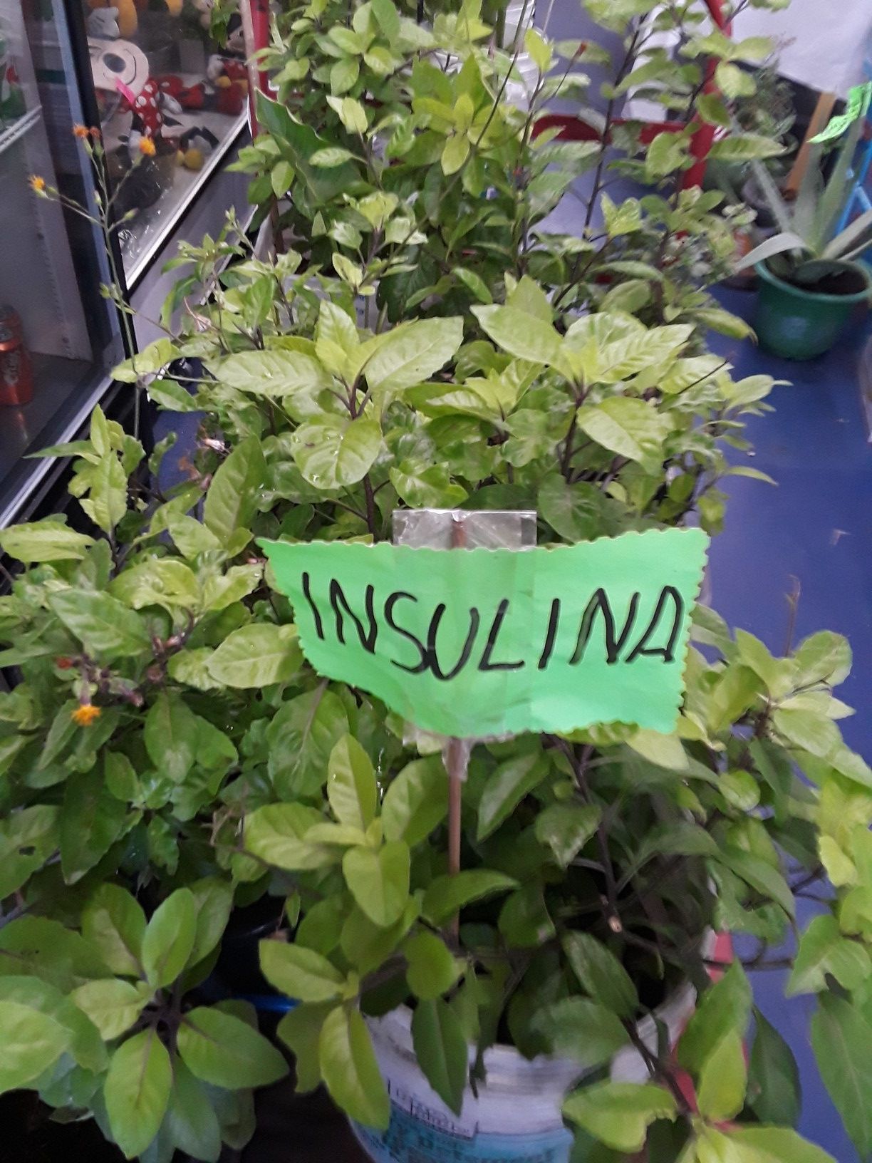 Insulina