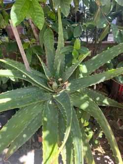 Aloe