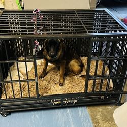 Dog  Cage