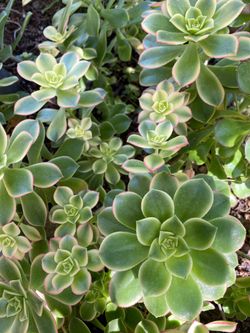 Beautiful Succulents for sale!
