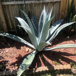 Tequila Plant From California 