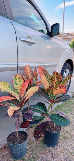 Beautiful Croton Plant 🪴 $15 each