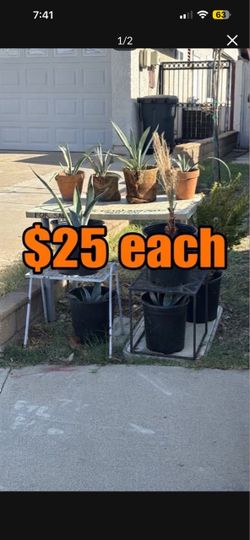 Agave, palm and shrub plants