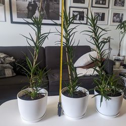 3 Healthy Climbing Aloe Plants - 30" Tall With Growing Pots Included