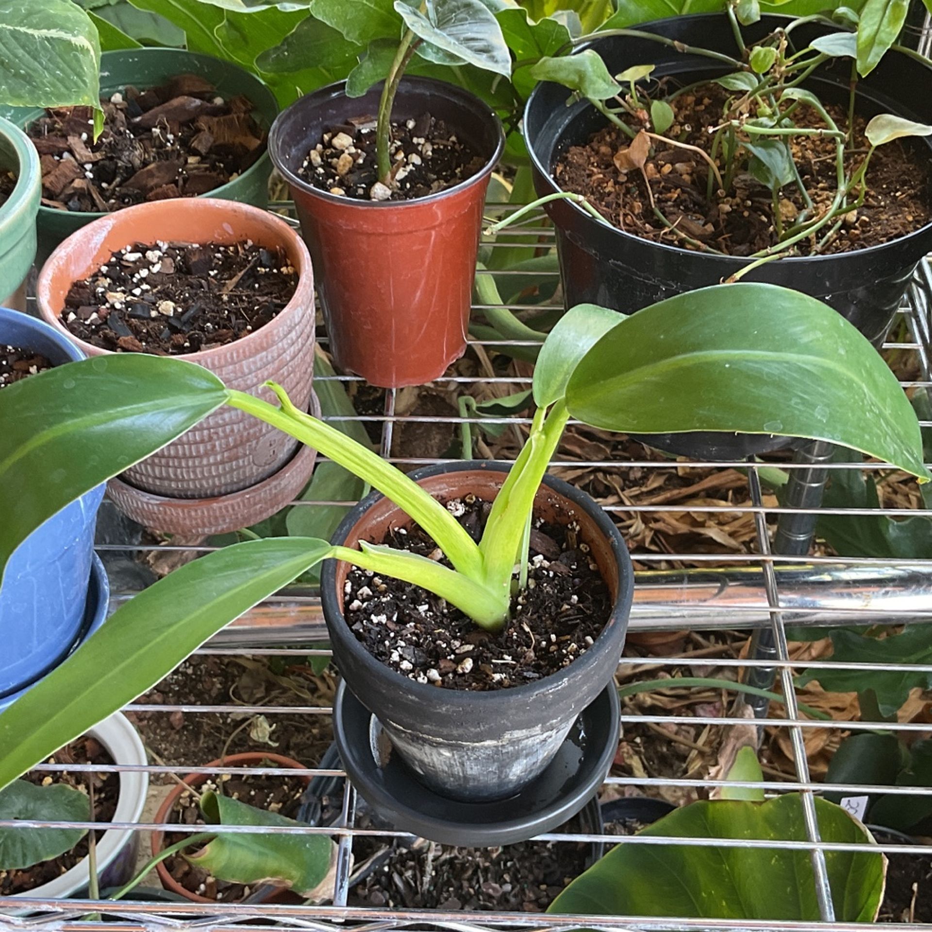 Philodendron Little Phil