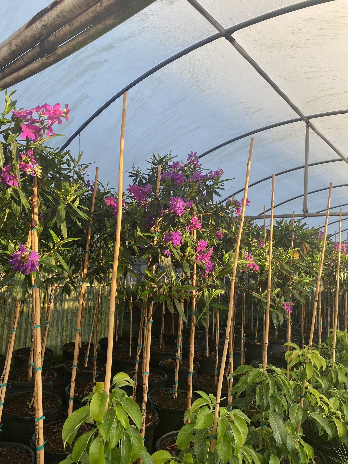 Tibouchina Tree Standard 1 Year Old delivered and planted Maximum 5 M