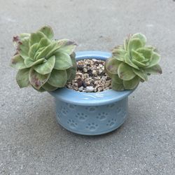 Succulents plants 🪴 （Echeveria Rasberry ice）