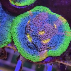 Reef Tank Decor Jellybean Chalice Frag