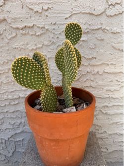 Bunny ear cacti