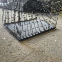 Cage Dogs, Hens 