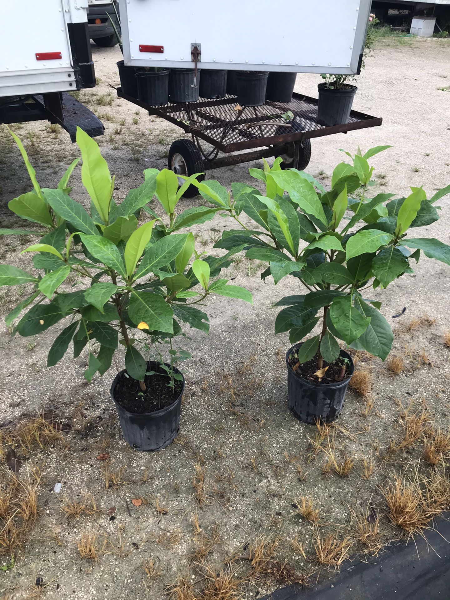 Tropical Almond Tree