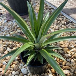 Pineapple Plant 🍍