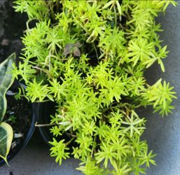 Beautiful Ornamental Plant