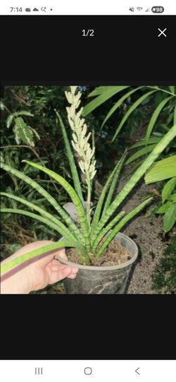 Sanseveria Houseplant