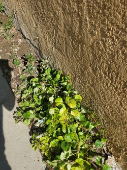 Free succulents and bulgaros free